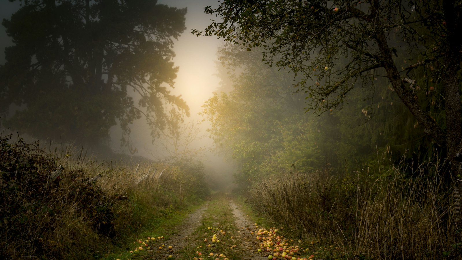 Country road through misty hills at sunrise