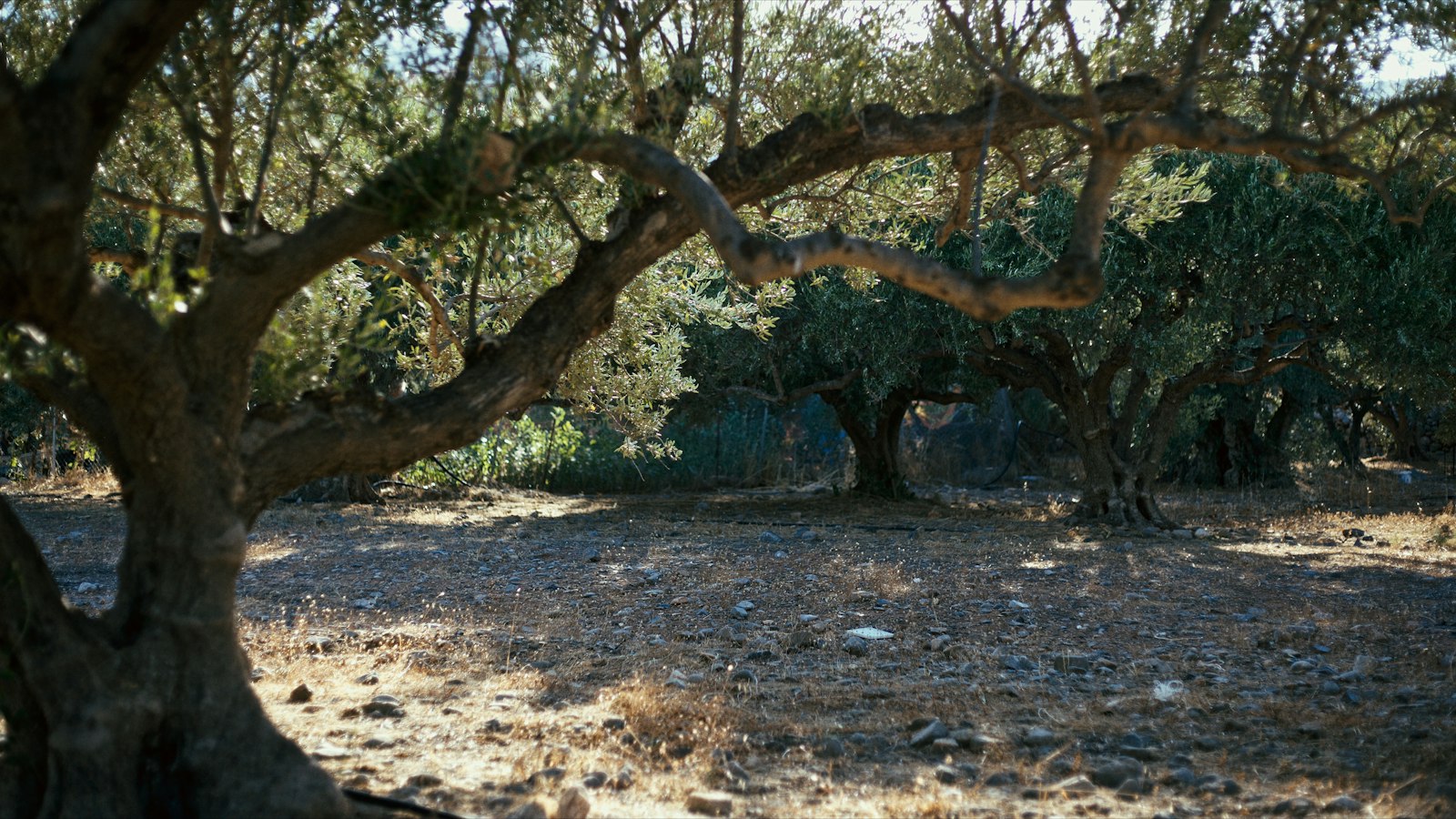 Ancient olive trees in dappled evening light