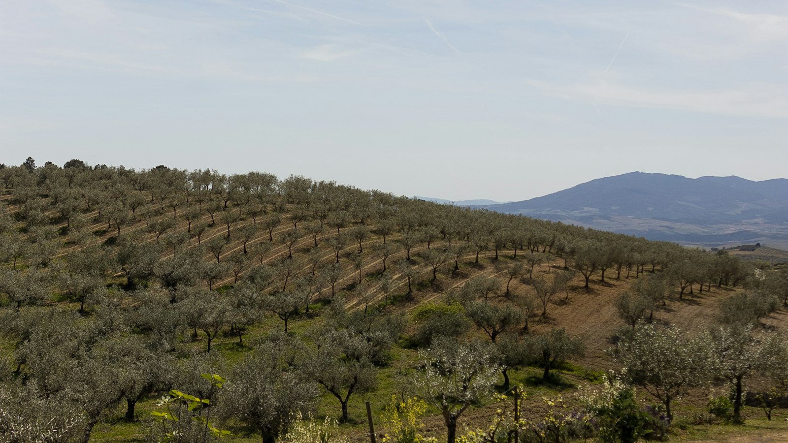 Dirt road through an olive grove in southern Spain